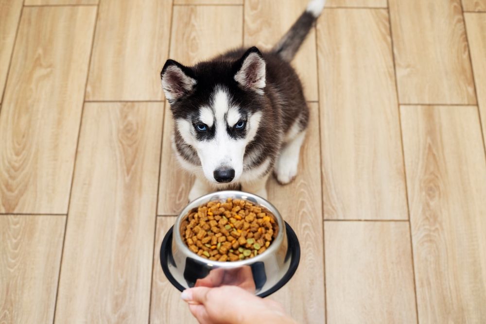 husky aspetta ciotola di crocchette