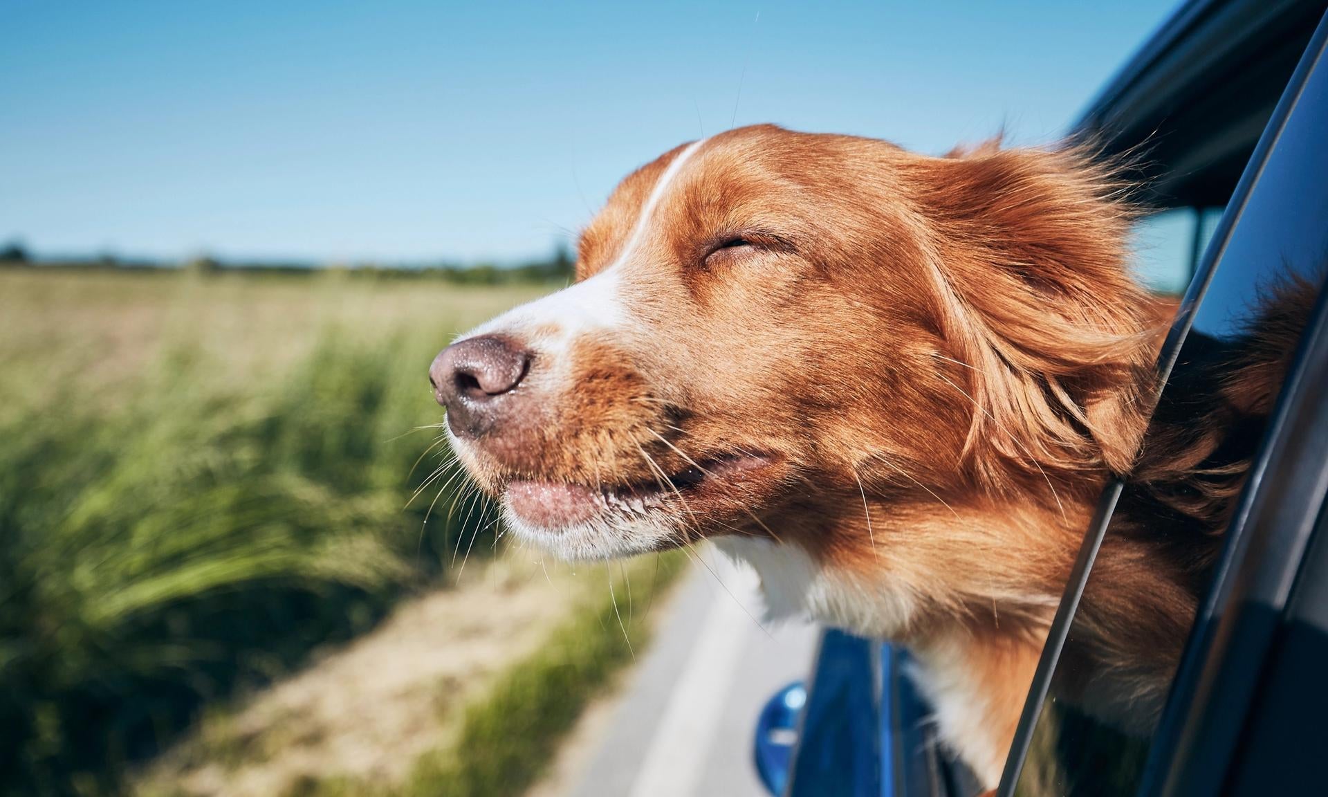 cane in viaggio in auto
