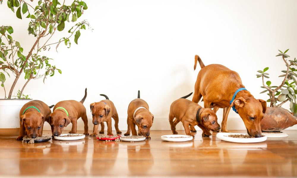 famiglia di pinscher mangia in fila nelle proprie ciotole