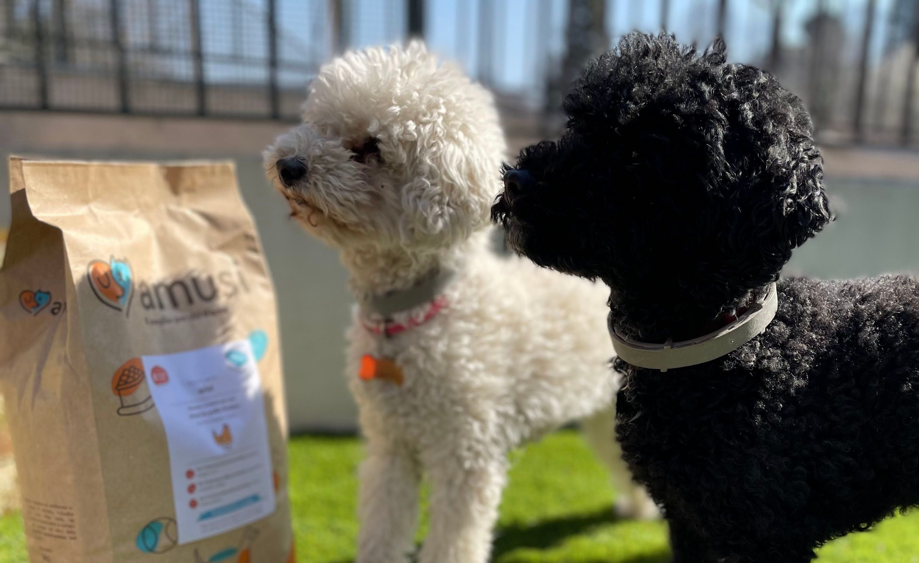 barboncino bianco e nero