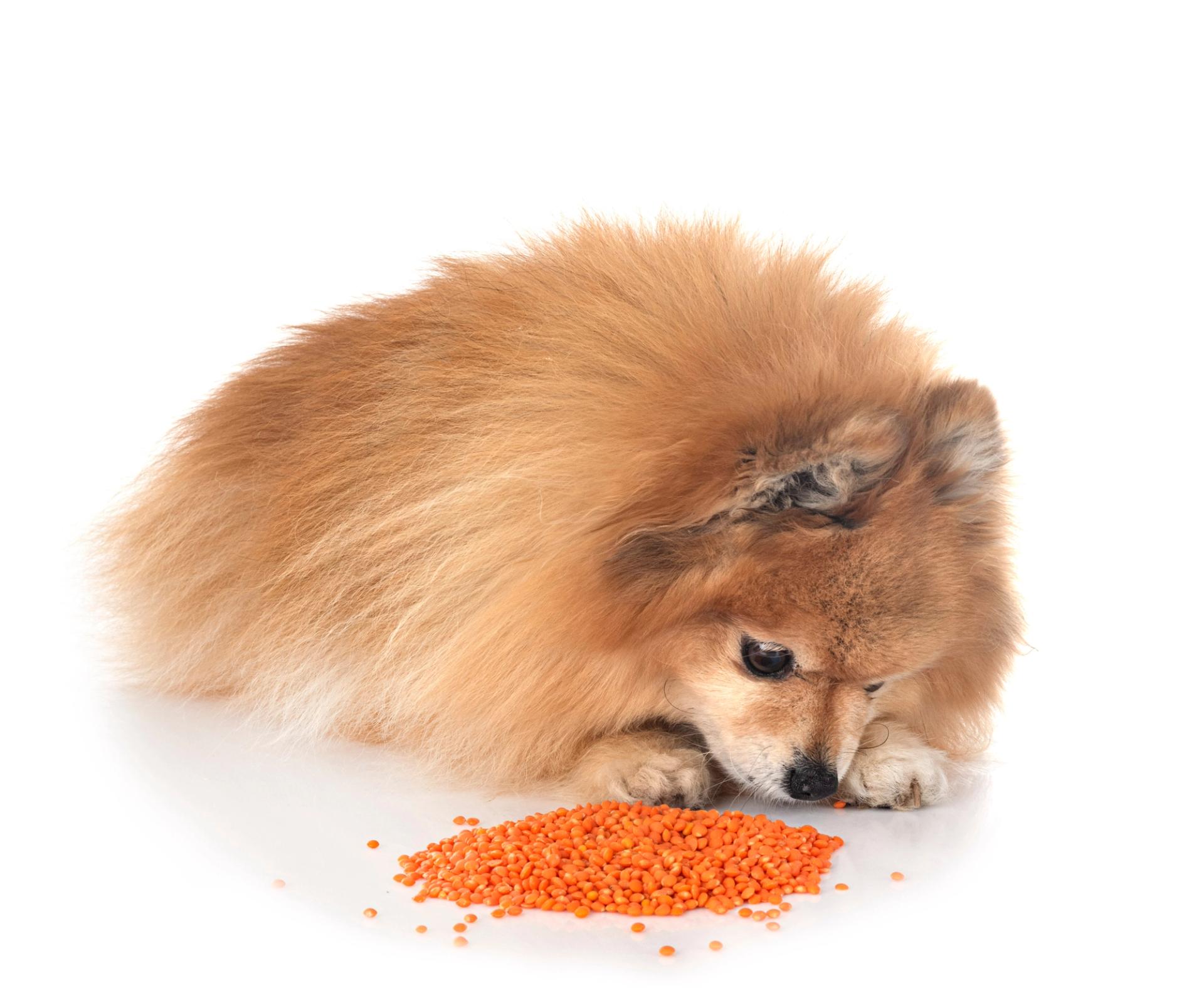 pomerania annusa lenticchie rosse