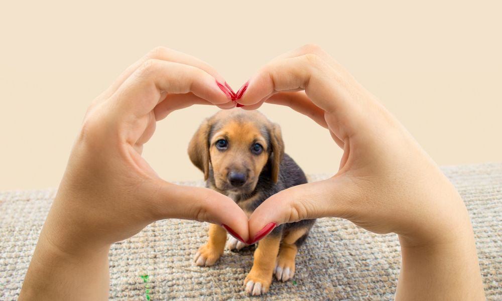 donna fa la forma del cuore con le mani incorniciando un cane cucciolo 