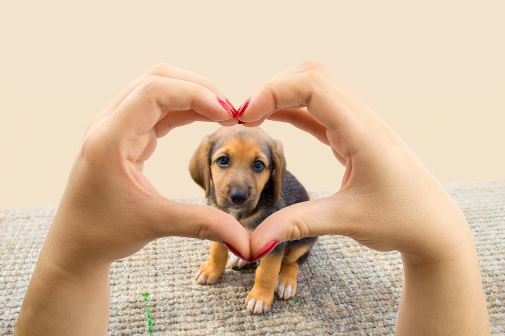 donna fa la forma del cuore con le mani incorniciando un cane cucciolo 