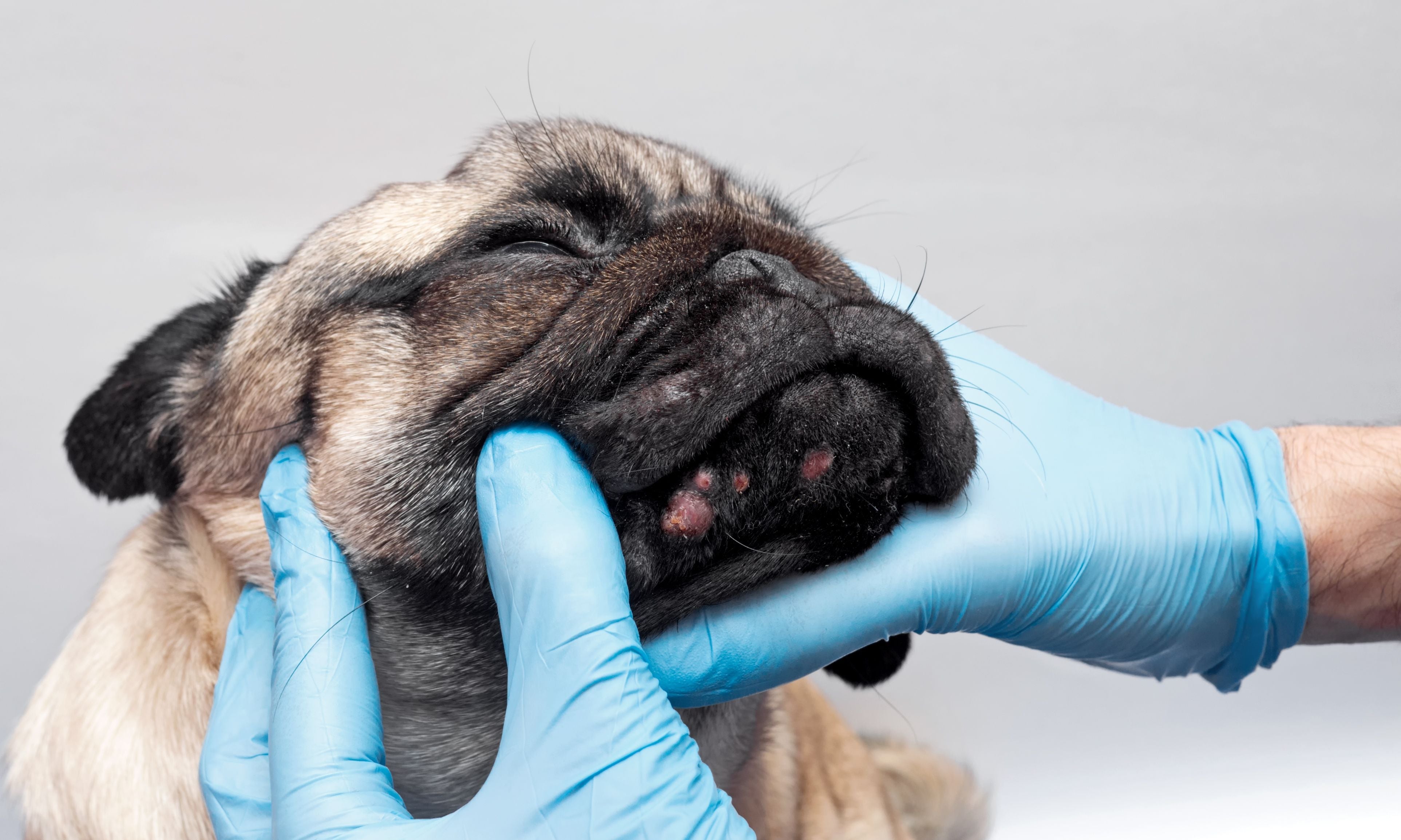 veterinario controlla il muso di un french bulldog con macchie rosse