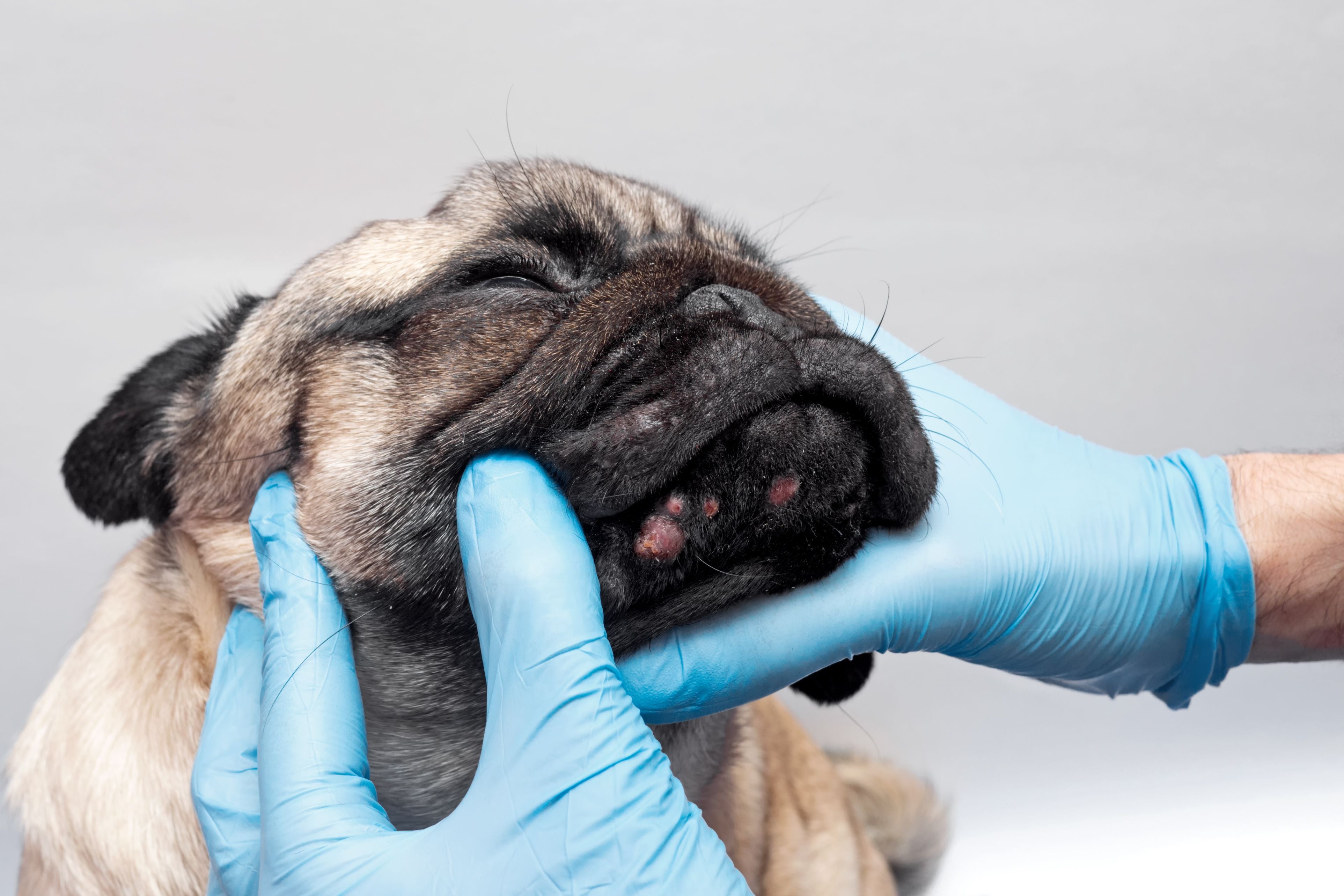 veterinario controlla il muso di un french bulldog con macchie rosse