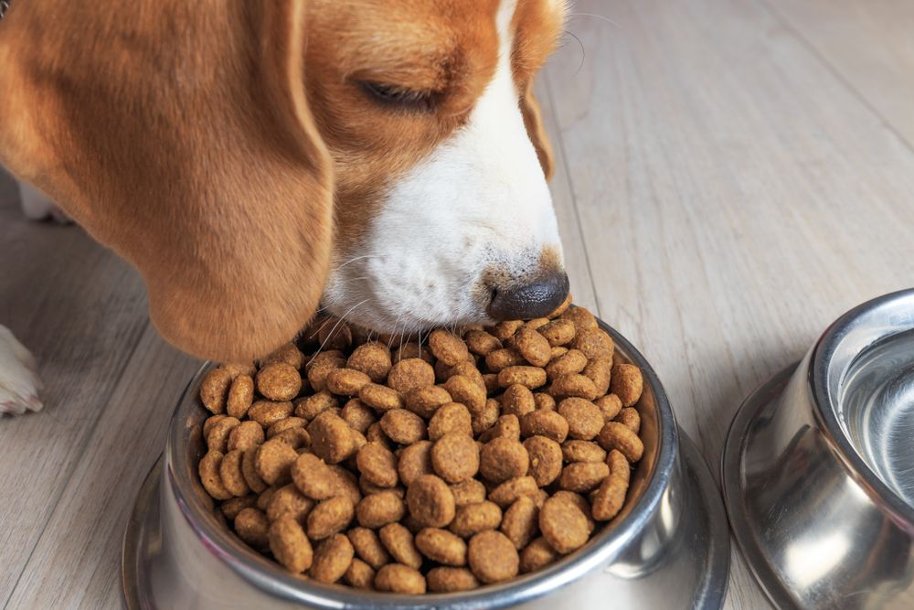 beagle che mangia