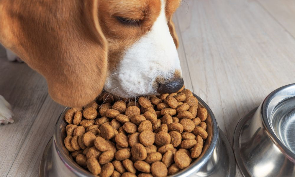 beagle che mangia
