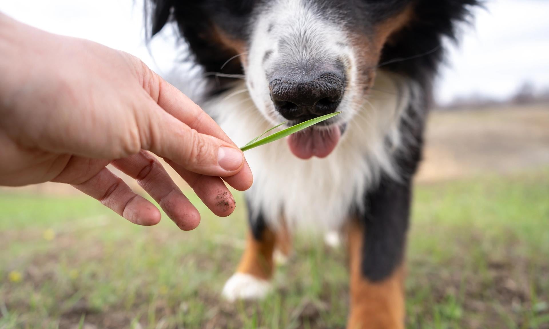 cane assaggia erba dal padrone