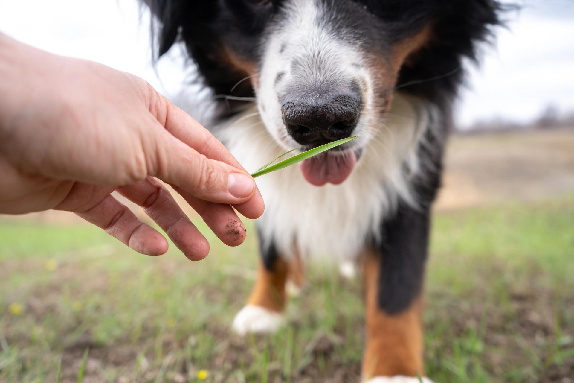 cane assaggia erba dal padrone