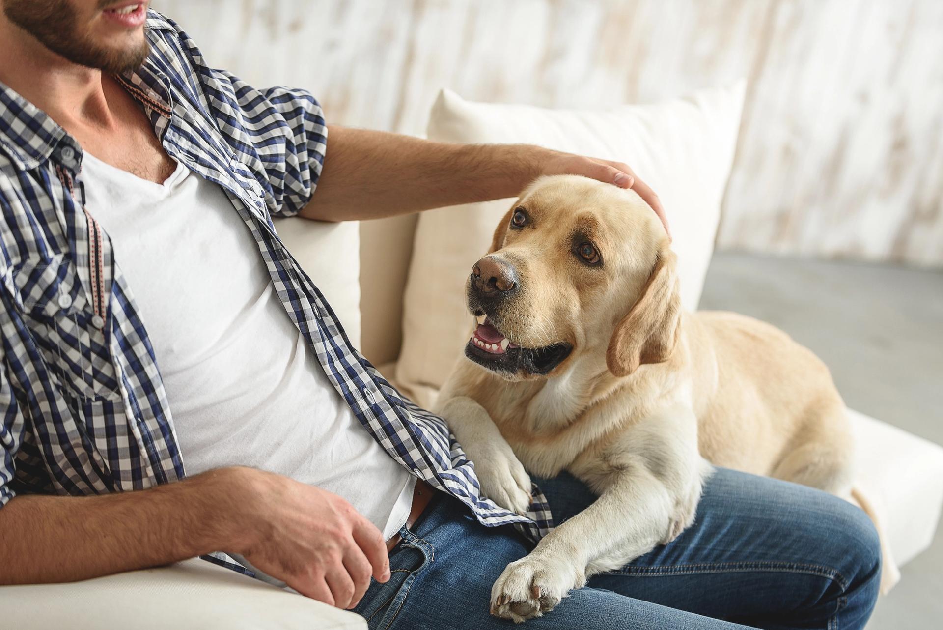 ragazzo che accarezza il cane