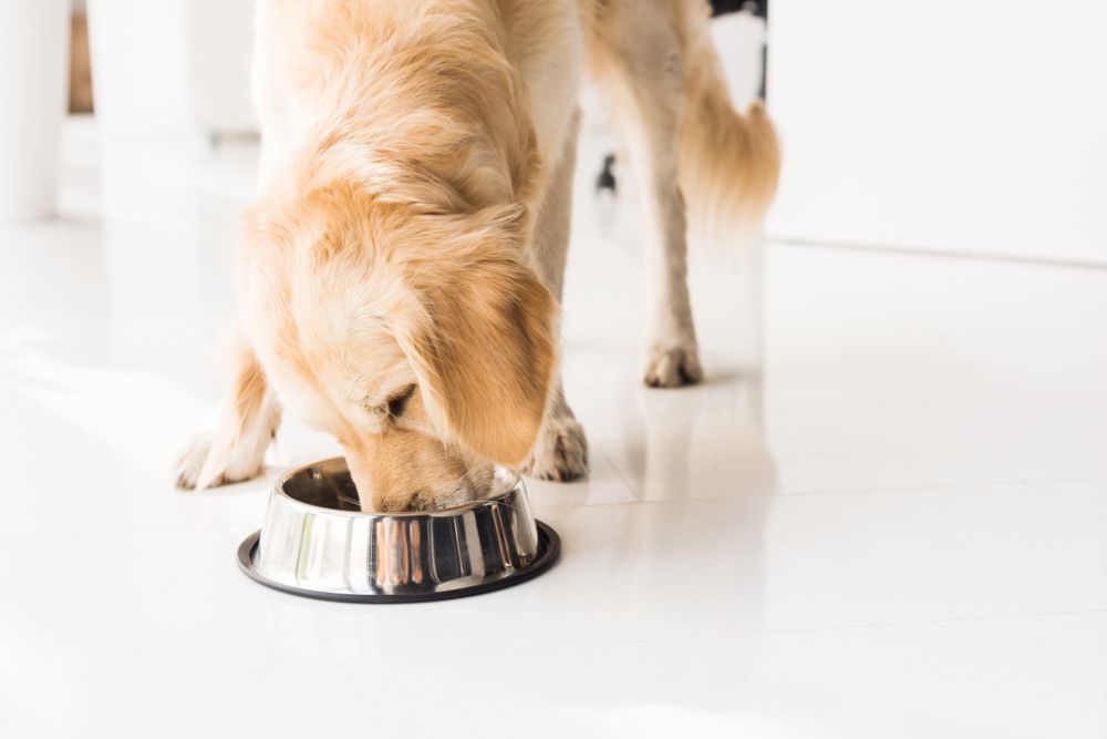 golden retriever mangia dalla ciotola