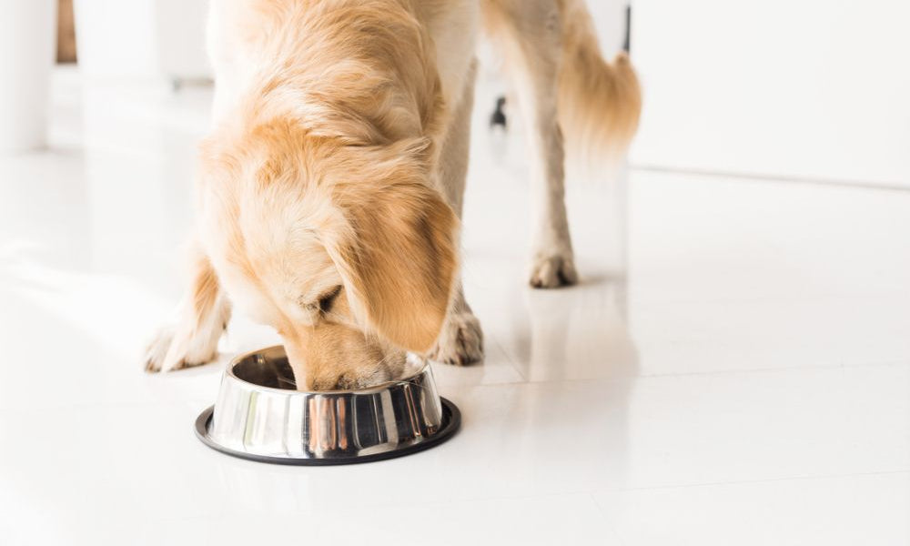 golden retriever mangia dalla ciotola