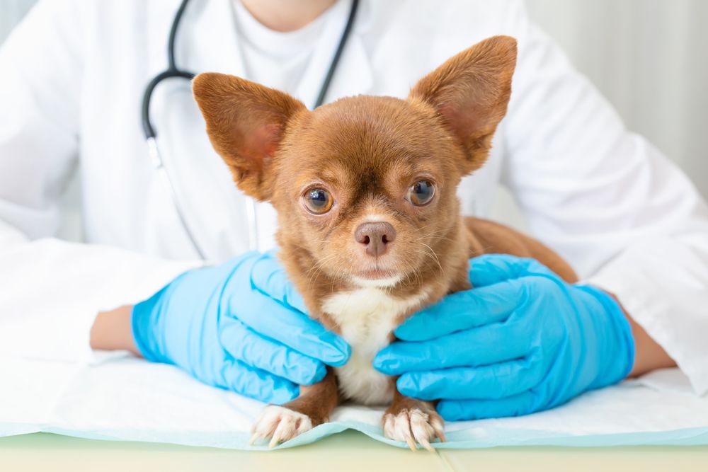 chihuahua nelle mani di un veterinario con guanti blu