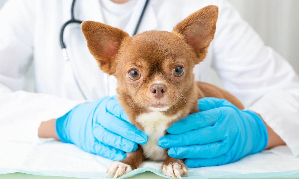 chihuahua nelle mani di un veterinario con guanti blu