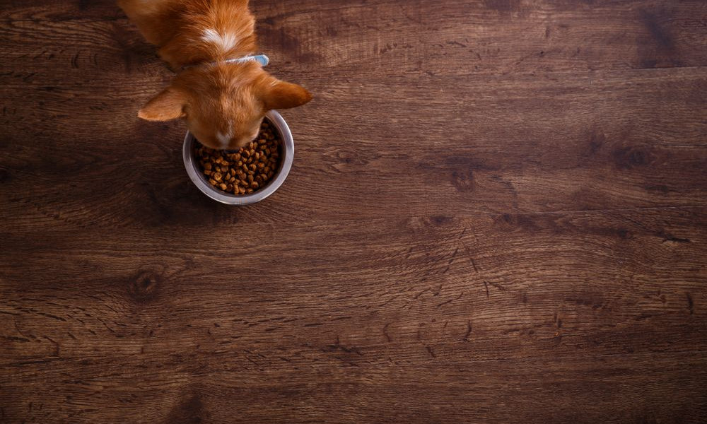 chihuahua mangia dalla sua ciotola delle crocchette