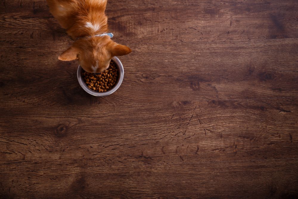 chihuahua mangia dalla sua ciotola delle crocchette