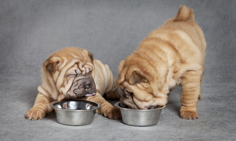 cuccioli di sharpei mangiano dalle ciotole crocchette  di crocchette