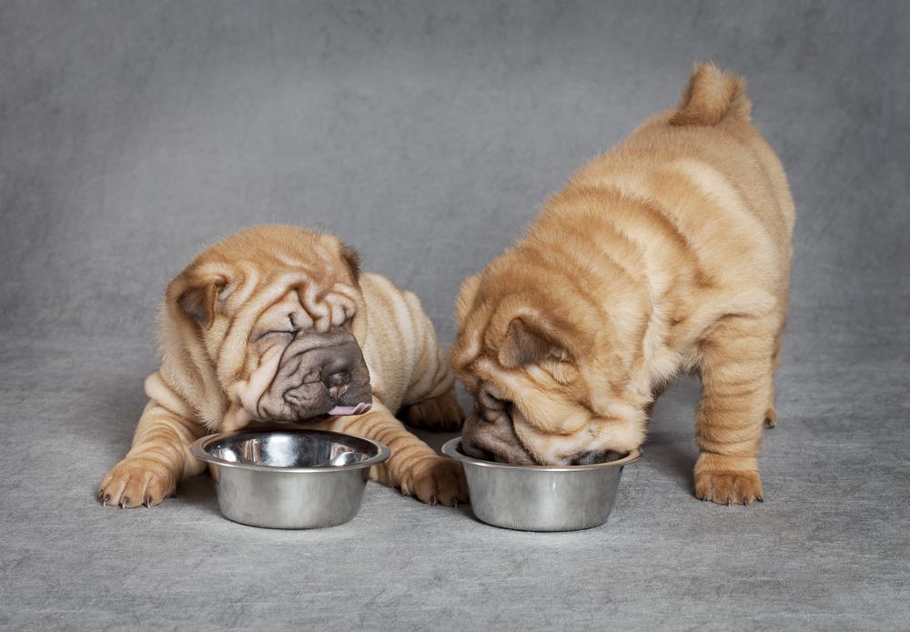 cuccioli di sharpei mangiano dalle ciotole crocchette  di crocchette