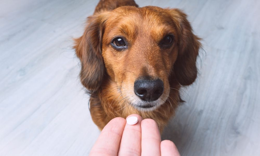 cane marrone aspetta di prendere una pillola