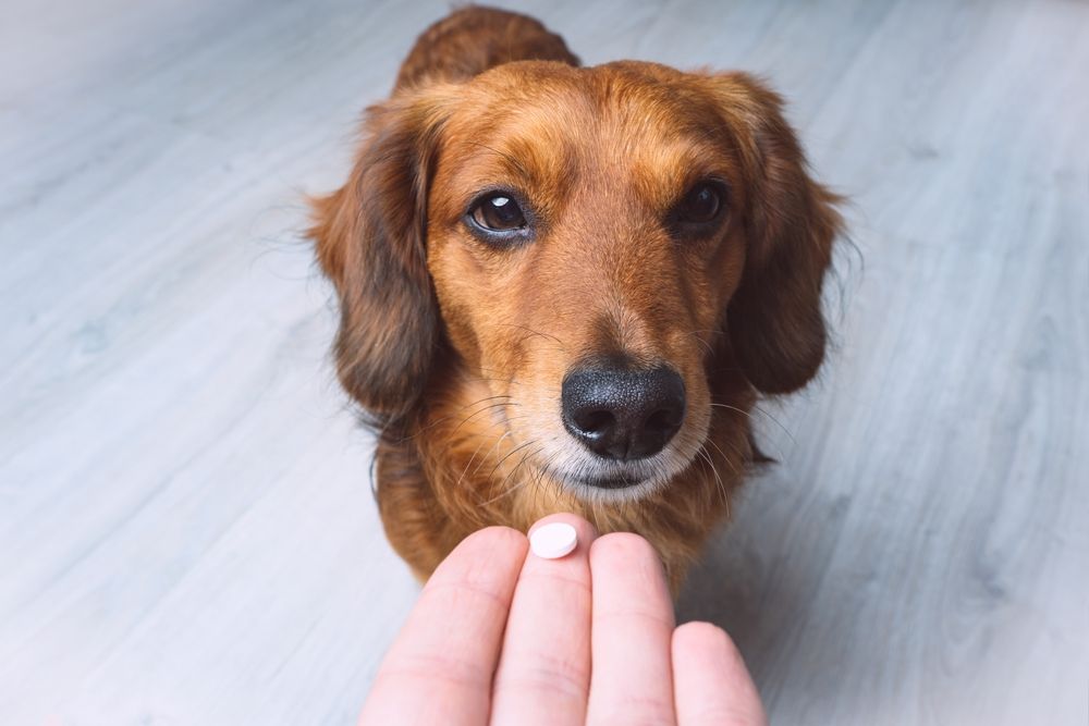 cane marrone aspetta di prendere una pillola