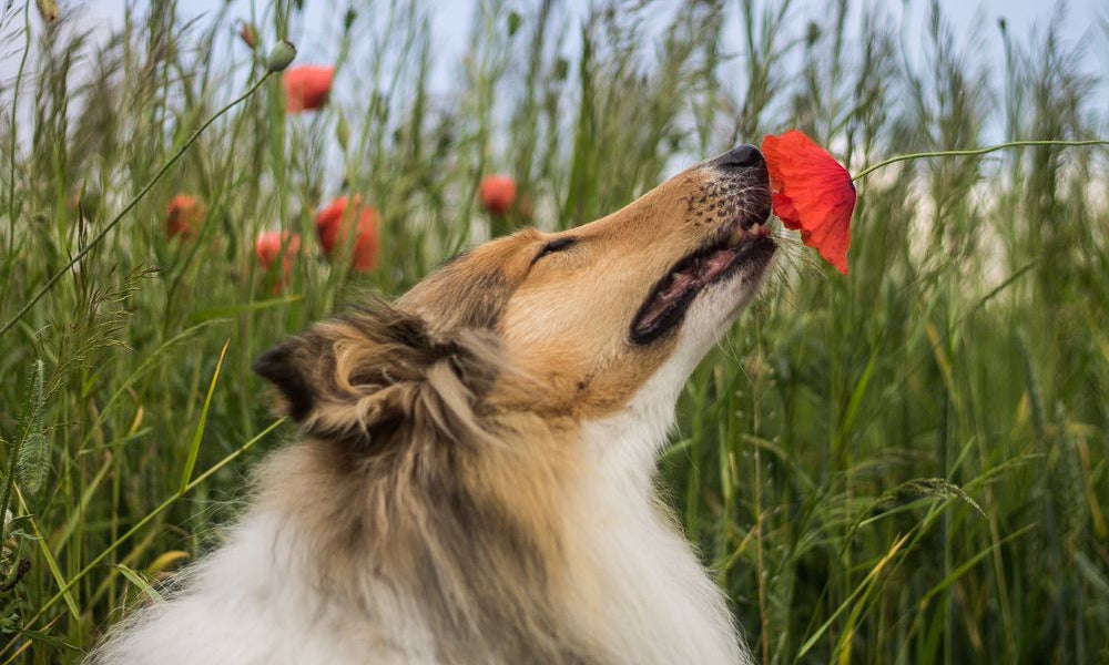 collie annusa un papavero in un prato