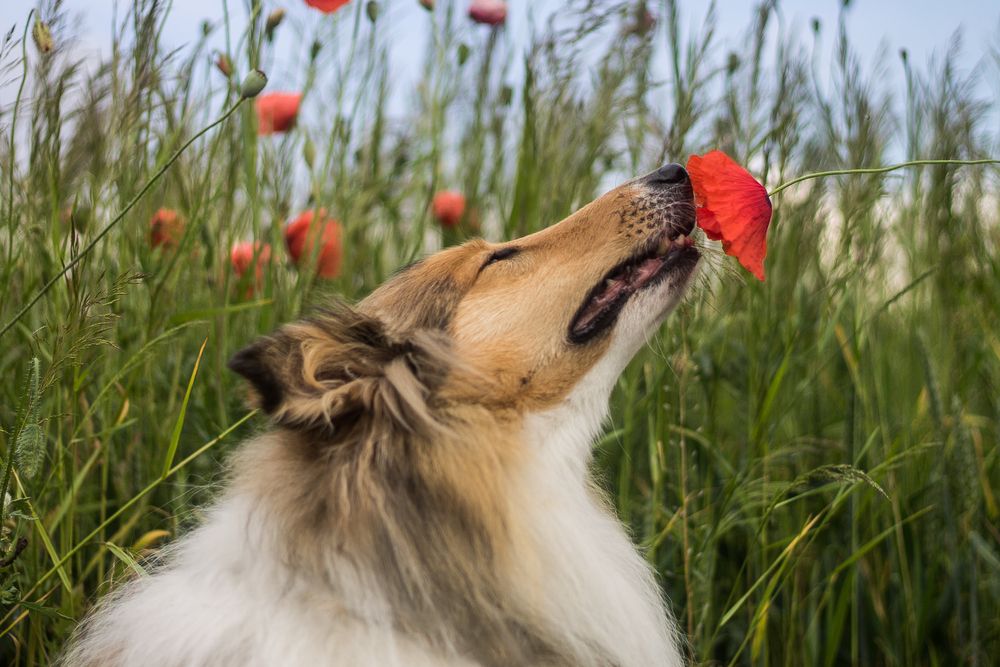 collie annusa un papavero in un prato