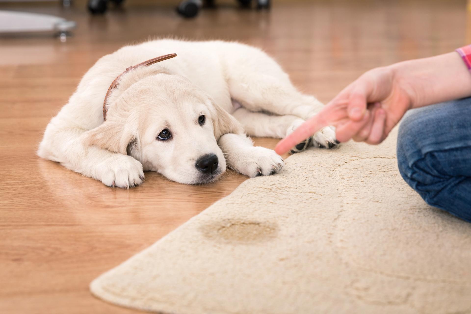 educare il cane a non sporcare il tappeto
