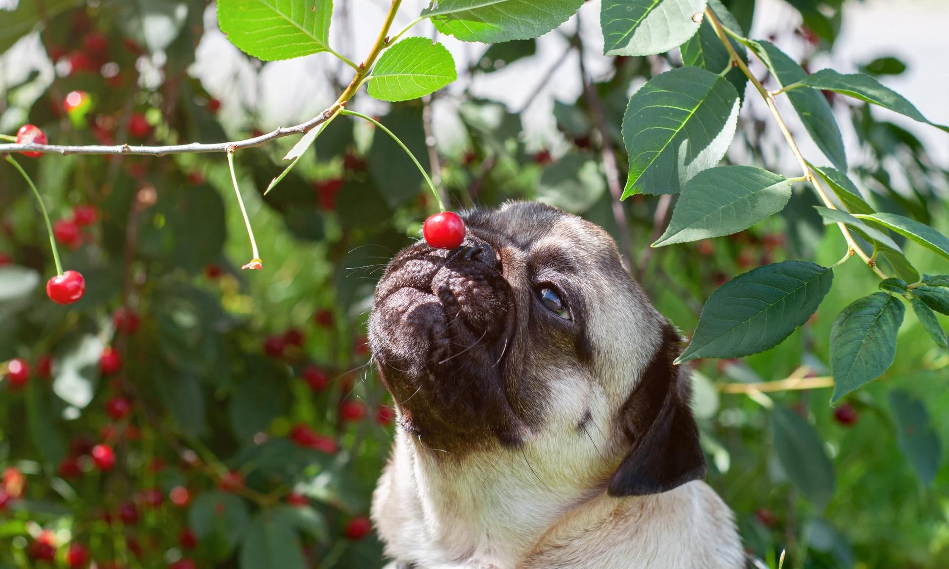 cane che annusa una ciliegia