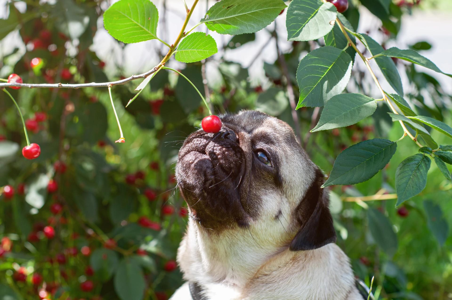 cane che annusa una ciliegia