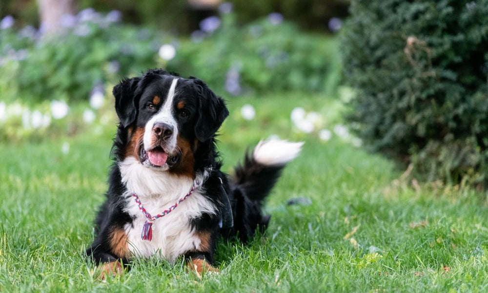 bovaro del bernese in un prato
