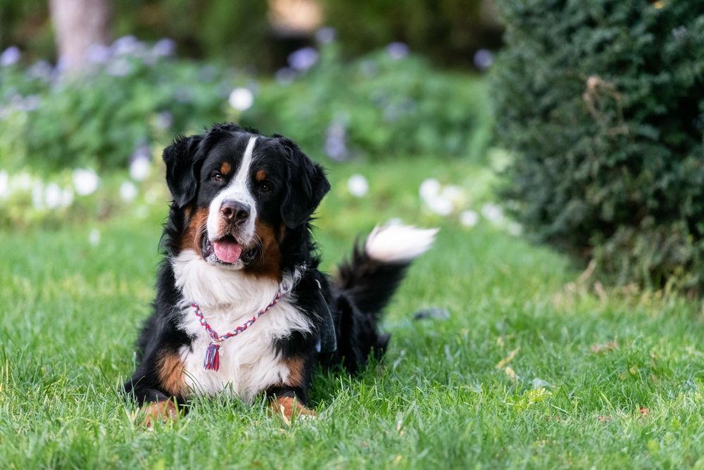 bovaro del bernese in un prato