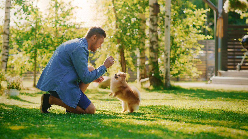 uomo dà biscottino a un piccolo cane pomerania