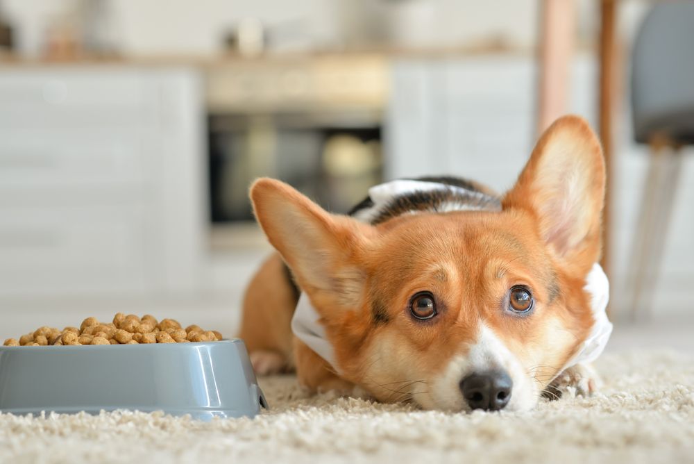 corgi sdraiato affianco alla ciotola della pappa con crocchette