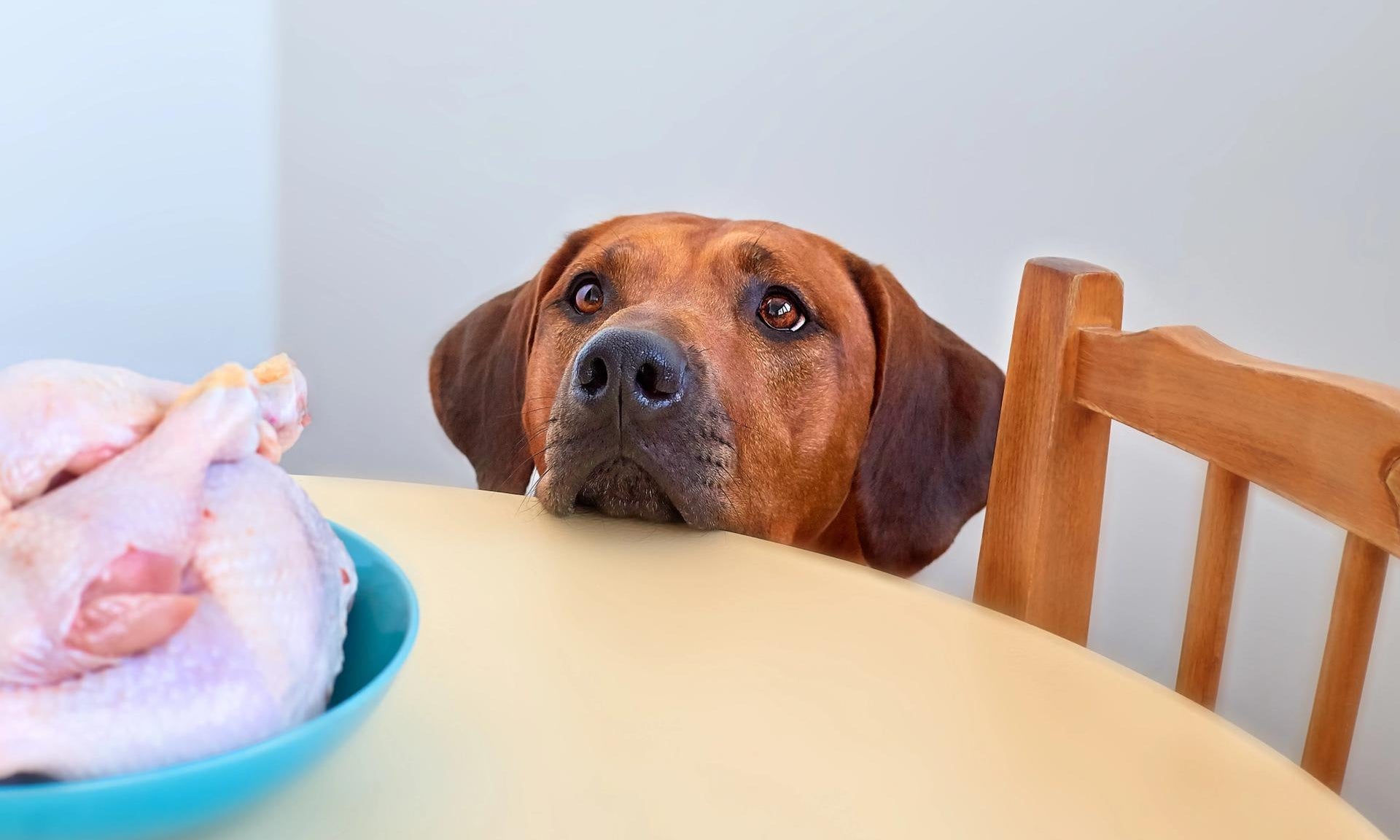 cane che attende il cibo