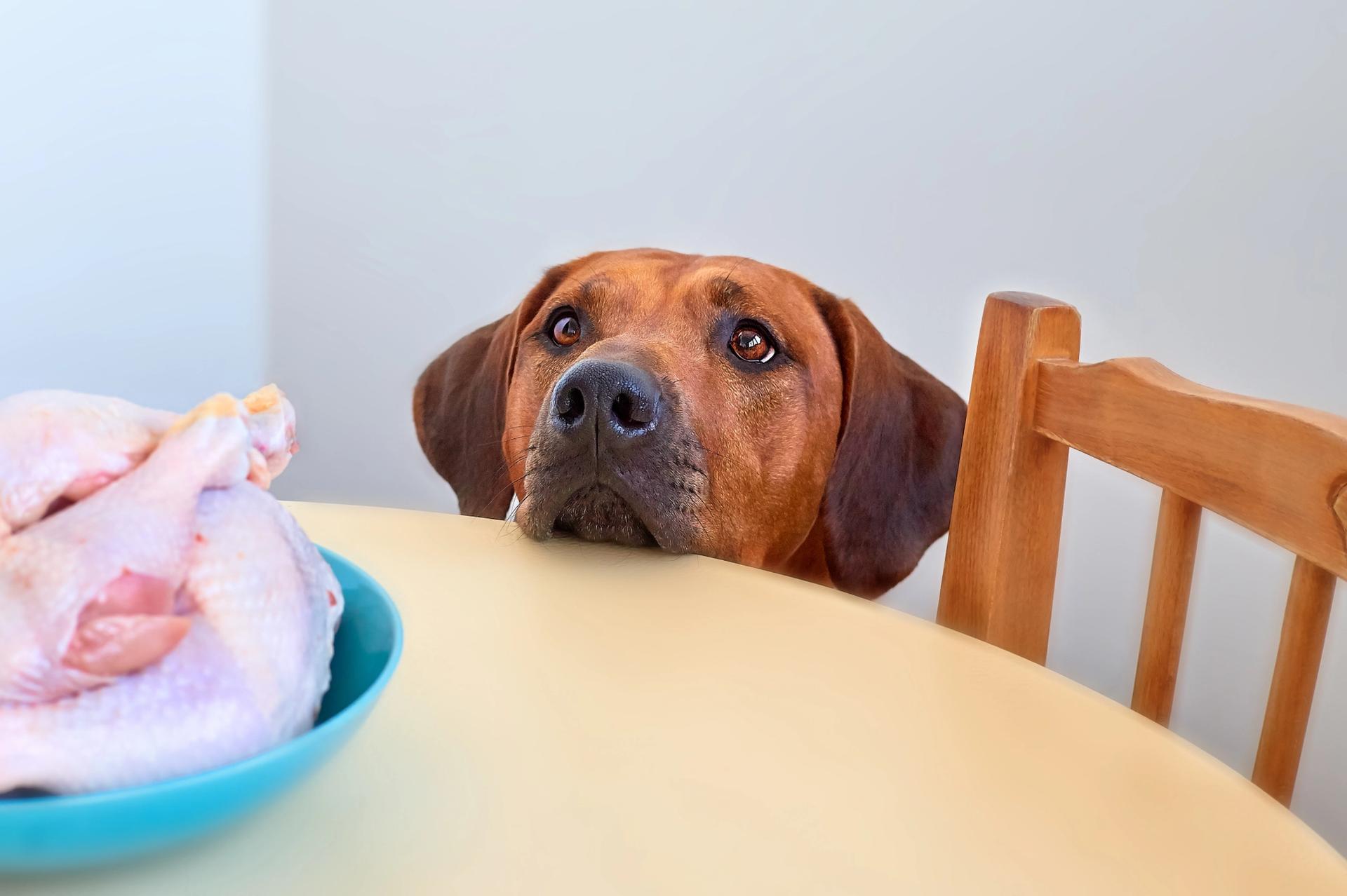 cane che attende il cibo