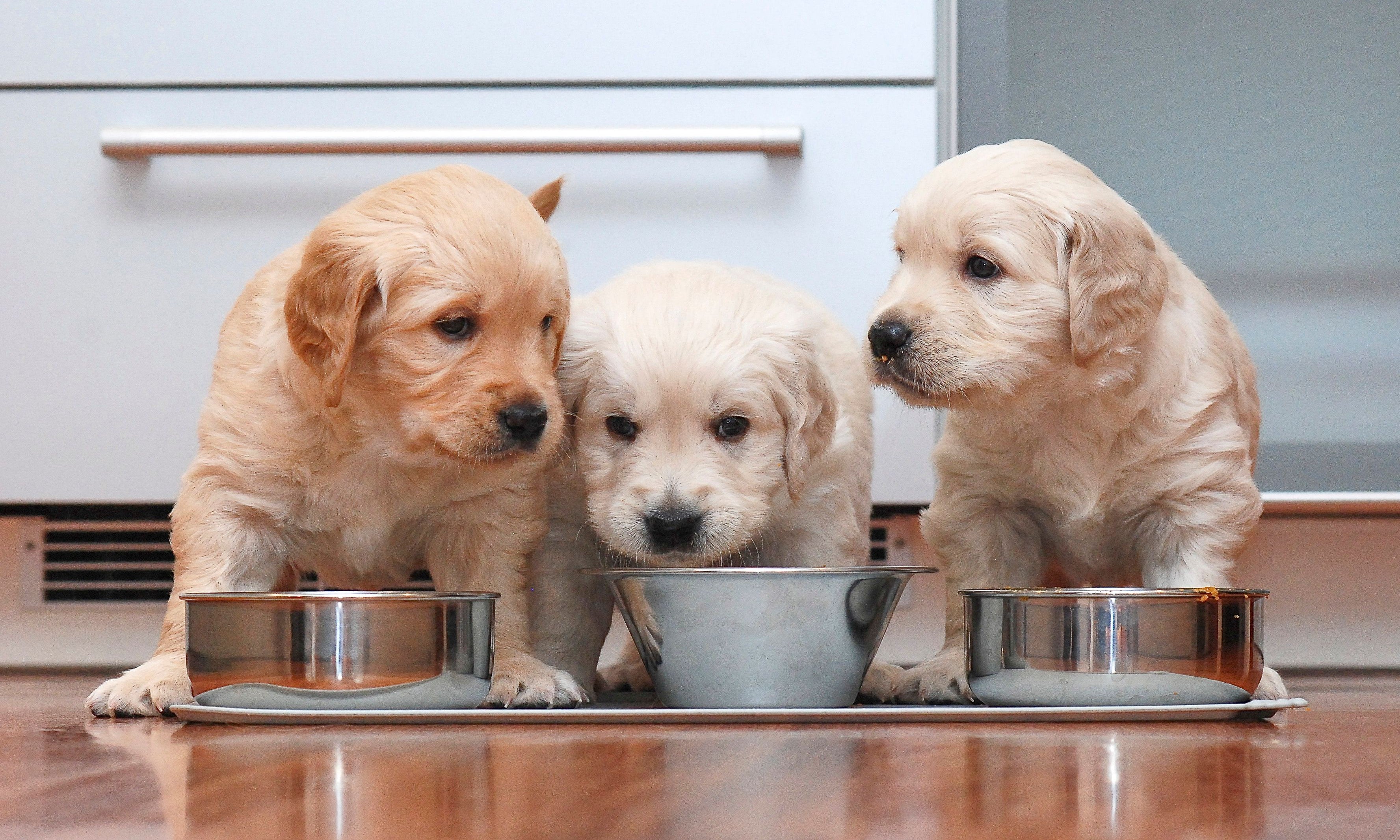 alimentazione dei cuccioli di cane
