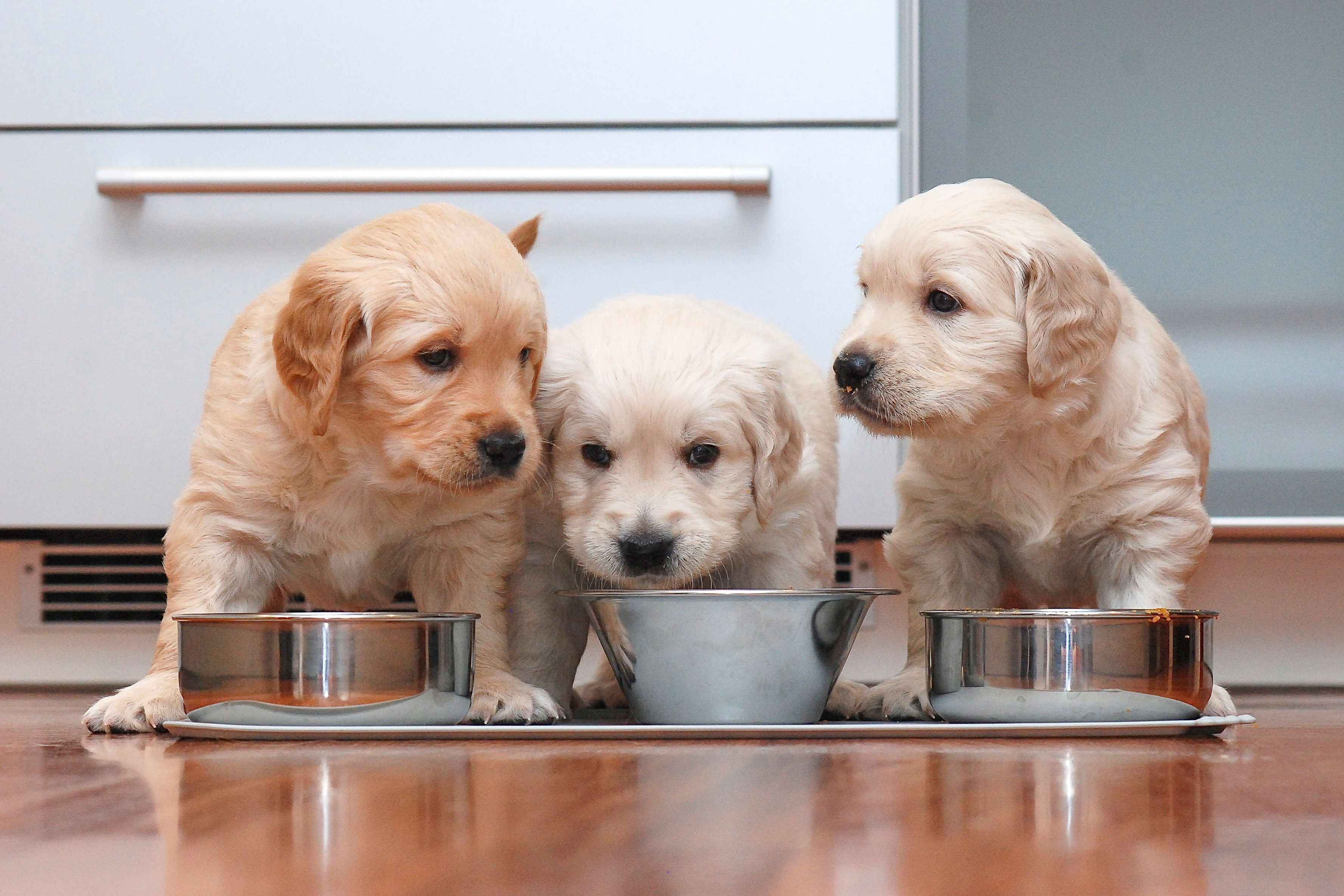 alimentazione dei cuccioli di cane