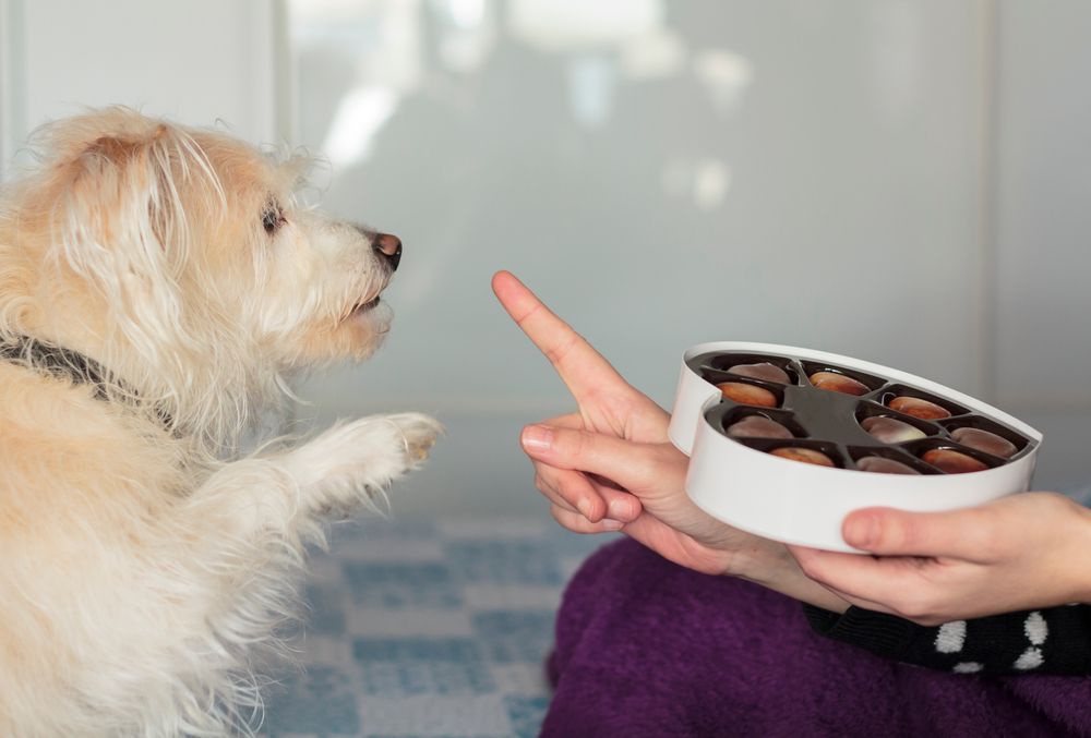 Cane che dà la zampa che chiede il cioccolato di San Valentino