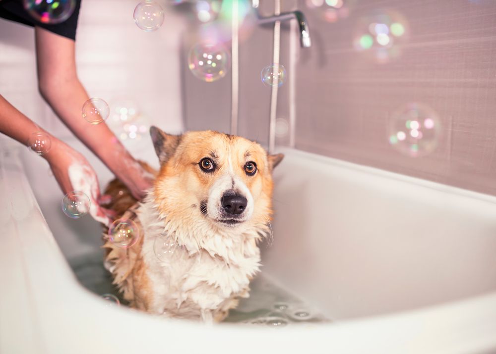 cane viene lavato nella vasca