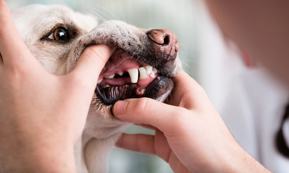 denti di labrador