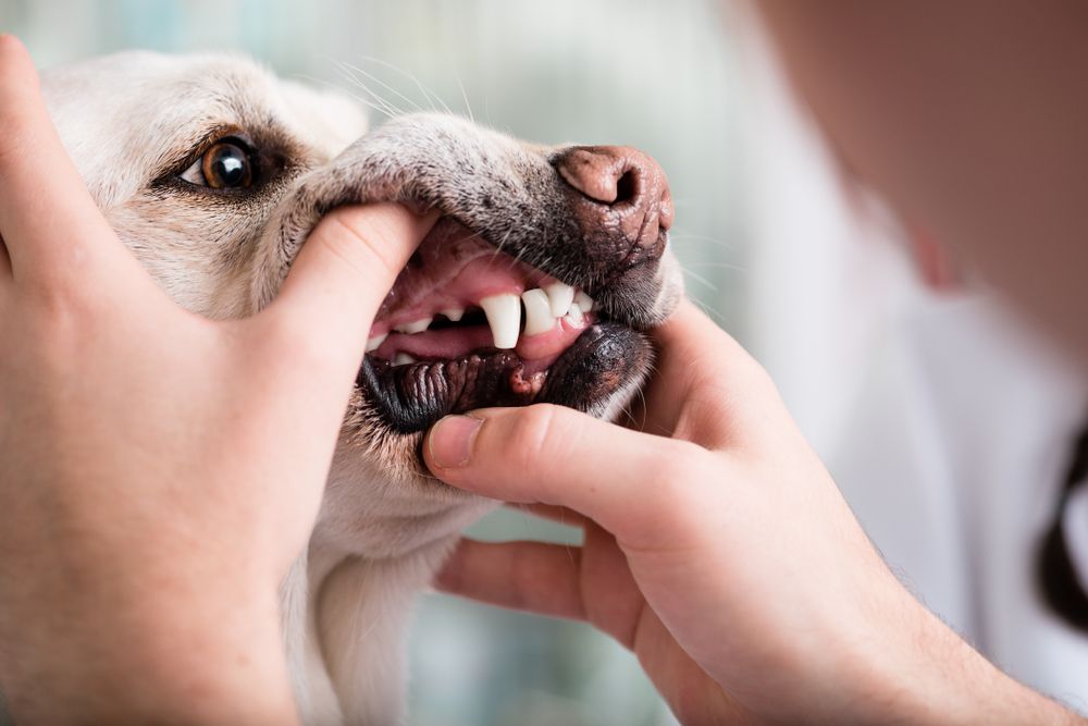 denti di labrador