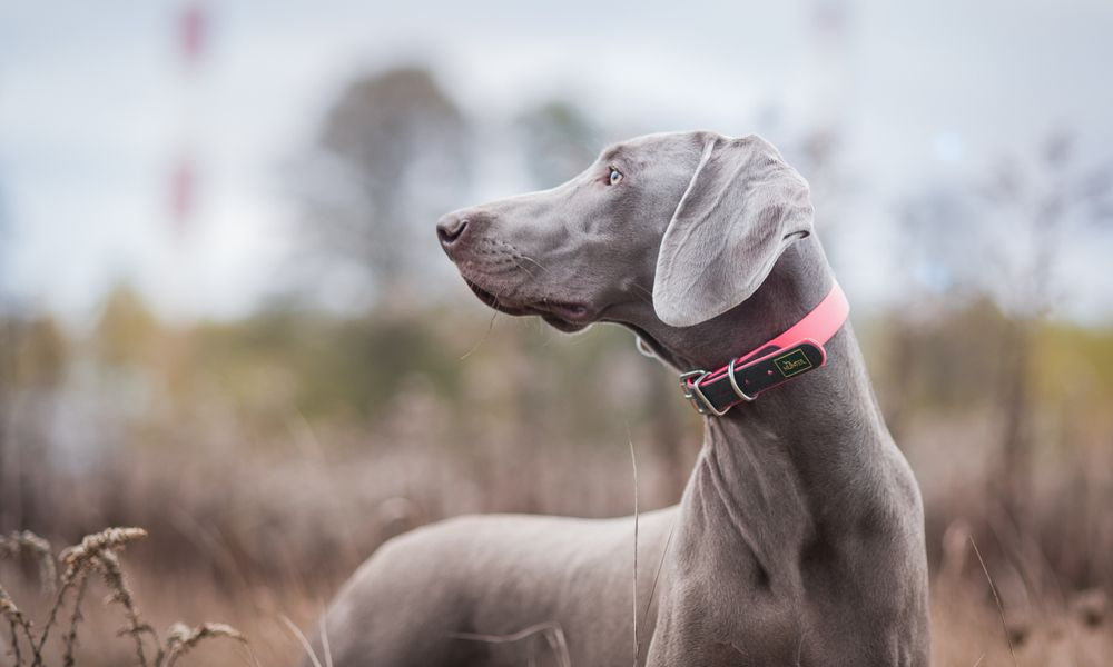 Weimaraner nella natura