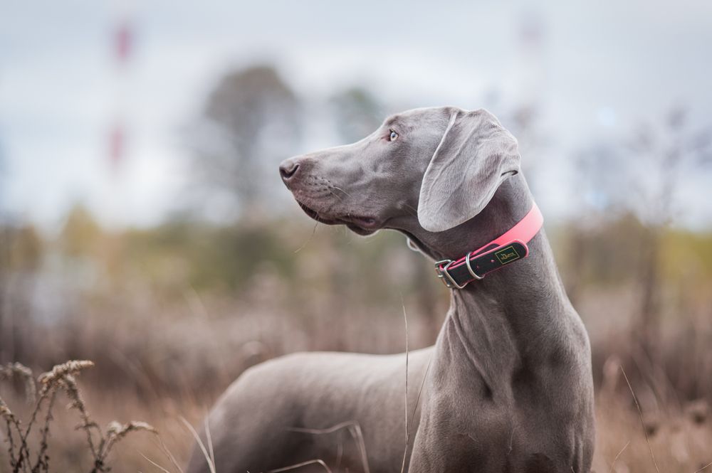 Weimaraner nella natura