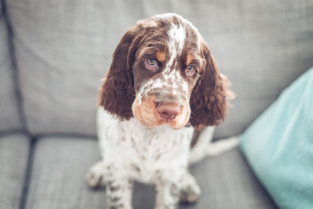 cucciolo di cocker spaniel con lo sguardo dolce 