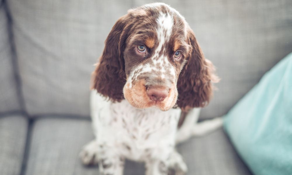 cucciolo di cocker spaniel con lo sguardo dolce 