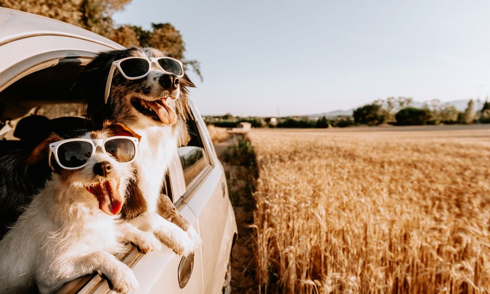 Jack russell e border collie dog guardando fuori dal finestrino dell'auto in estate