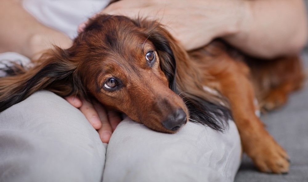 bassotto triste sdraiato sulle gambe della padrona