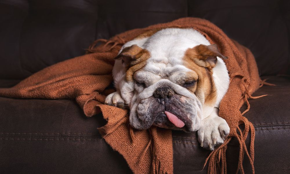 bulldog inglese avvolto in una coperta sul divano
