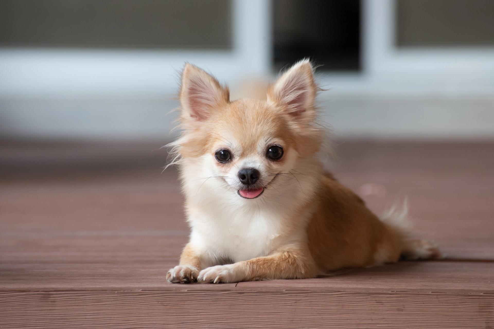chihuahua a pelo lungo sdraiato