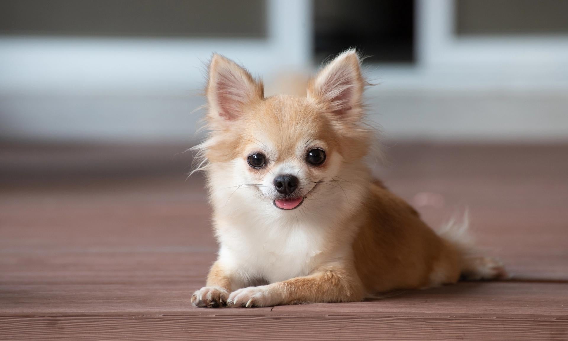 chihuahua a pelo lungo sdraiato